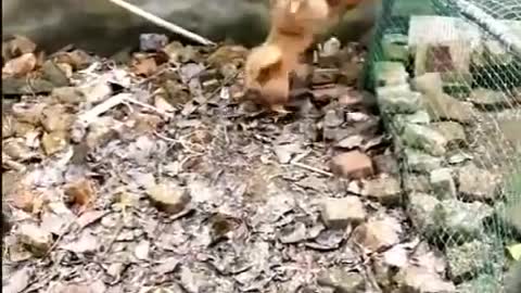 Chicken VS Dog Fight very funny video ---ha---ha---ha---ha