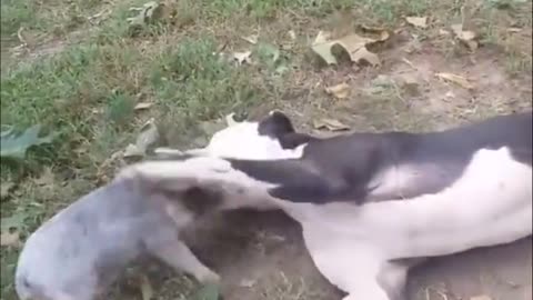 Little piggy and older dog play together