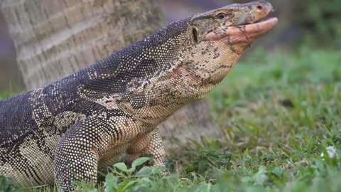 Comodo Dragon Eating Fish Internet Video DomaeeInsaan