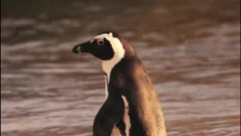 penguine