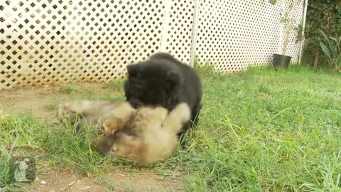 Chow Puppy Farts A Lot - Puppy Love