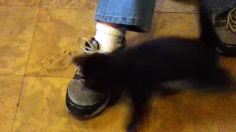 Kittens will play with anything