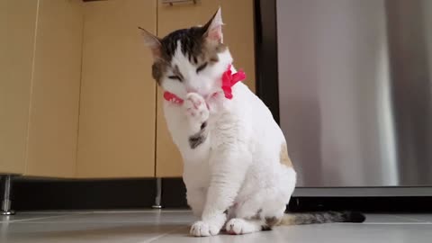 Cute and cats _fanny video and _fanny moment | WTF animals