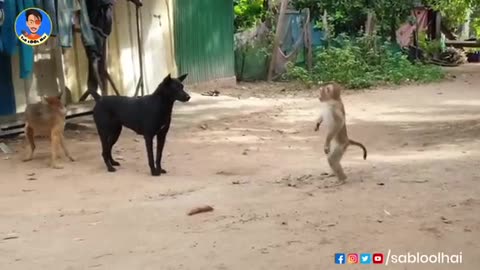 Janwar comedy video Bandar Vs kutta