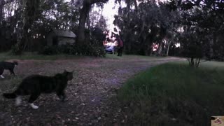 Stray cats, and trying to gain their trust. Super cute.