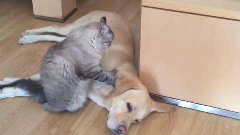 Funny animals Dog gets a massage from a cat