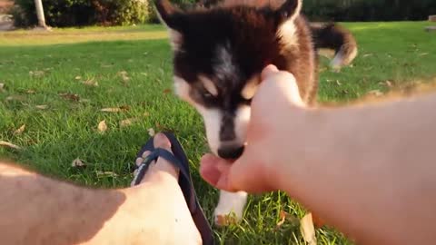 Living your Life with these Cute huskies