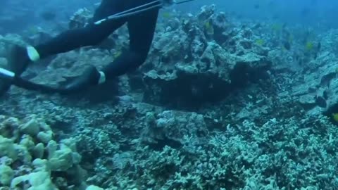 Spearfishing For Octopus And Giant Fish