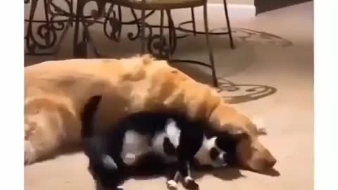 cats love their dog too