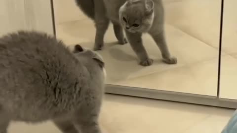 When the cat meat mirror