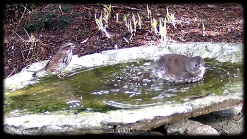 Sparrow and Thrush sharing the Birdbath featuring Swinging Hammock by Paul (the jawshop) Clifford