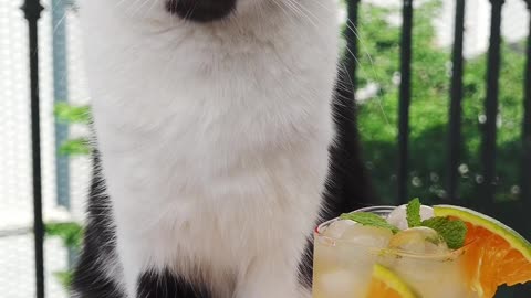 Cool fresh orange soda, very simple!_#tiktok #shorts #cat #pet #catcookingfood #orange