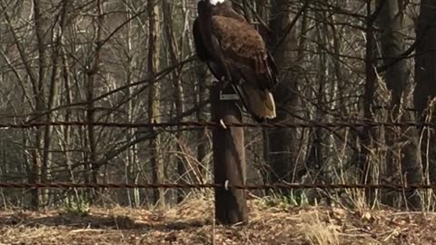 Beautiful Bald Eagle