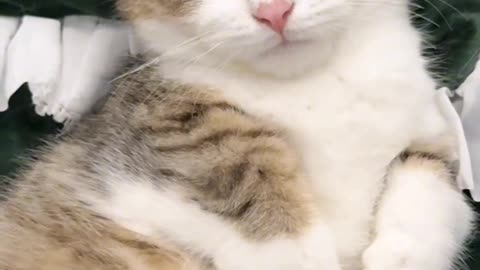 Cat Massage: Relaxation Techniques for Your Kitty