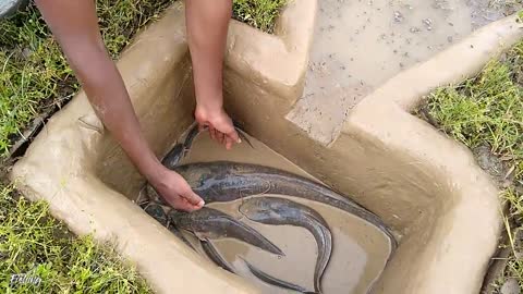 Amazing Hole Fish Trap