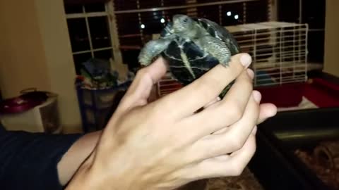 ADOPTING THE WORLD’S CUTEST BABY TORTOISES