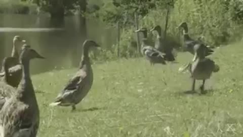 Funny bird dance. Nice to watch.