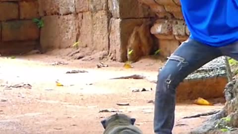 Ghost vs monkey prank so funny with FunnyAnimalle 2022