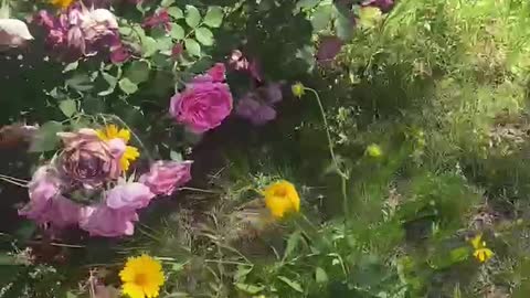 The encounter of small yellow flowers and pink flowers