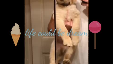 Life could be dream( Dog life)