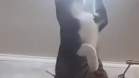 DIY Cat: Hilarious Feline Attempts to Fix a Lamp!