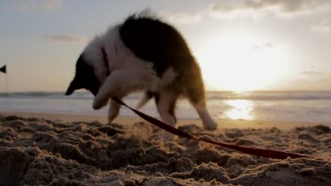 Funny dog ​​joking on the beach