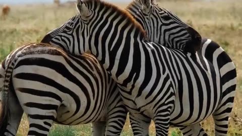 The Zebra Hug