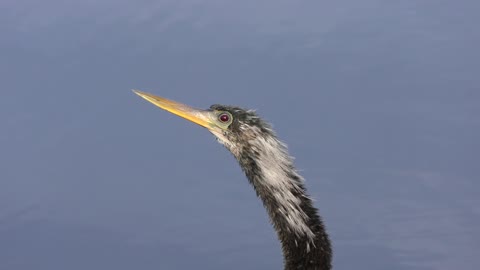 Anhinga bird ,camera close up