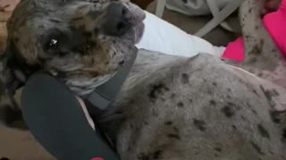 Vocal Great Dane & Grandmother