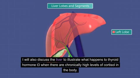 Thyroid hormones interact with liver and adrenal hormones