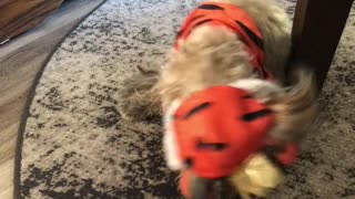 Tigger Tantrum Tapdance