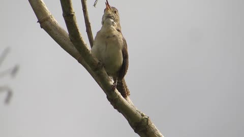 Female Gray Nature Fauna Ave