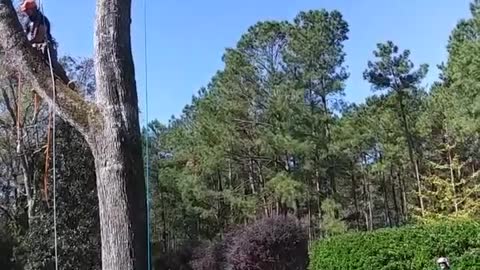 Precision Tree Felling and Removal in One