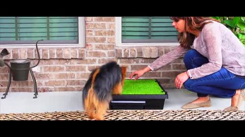 PetSafe Pet Loo Portable Outdoor or Indoor Dog Potty - Dog Grass Pad with Tray