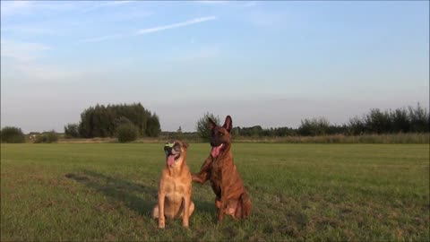 2 dogs show a trick while balance a finger spinner