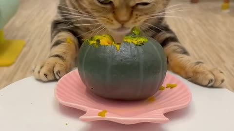 Kitty cat eating