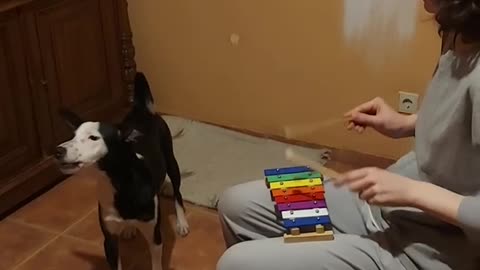 Dog Sings Along to Xylophone