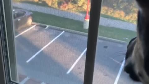 Black dog growling at cat from window