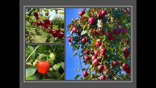 Momento Malum Today Episode 128 Lithuania Fruit Genetics