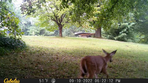 Mid September Game Cam, Clay County, Missouri