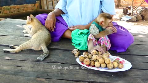 Cute baby monkey receive warm take care and good protect from cat