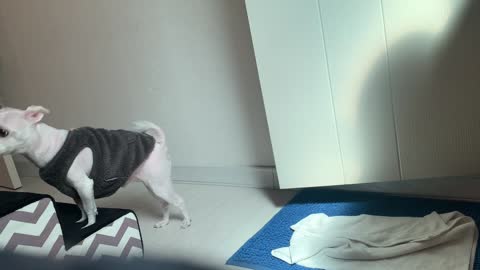 Puppy entering the toilet