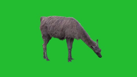 Camel Green Screen Video || Camel Green Screen Video