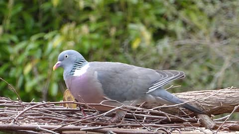 The most beautiful types of pigeons are a beautiful bird