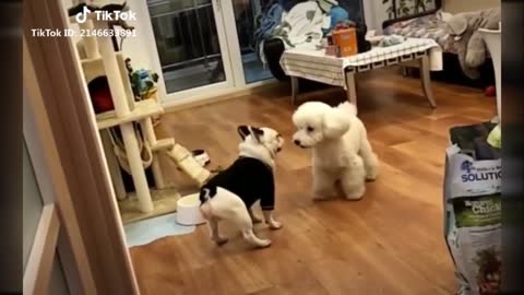 Part 2 FUNNY dogs TikTok Compilation #FunnyDogs #CleverDogs #TikTok