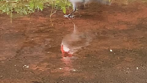 Red Crested Cardinal foraging on the patio (Lanai)