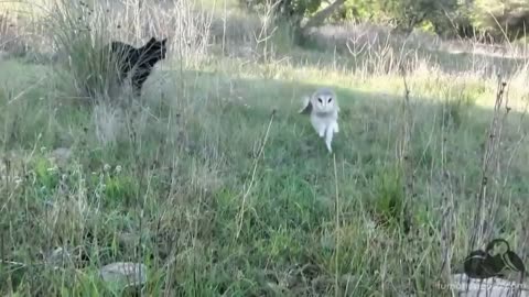 O VÍDEO MAIS LINDO QUE VOCÊ JÁ VIU NA TERRA