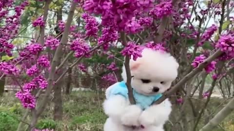 Funny and Cute Pomeranian Videos | Funny Puppy Videos 2021 So try to not laugh