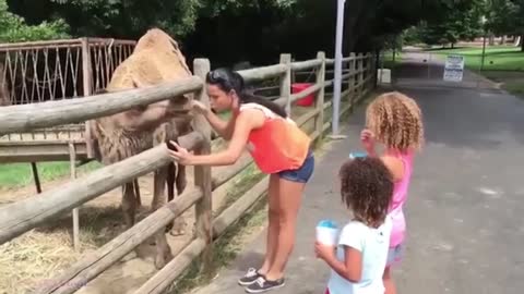 Vídeos gracioso de animales