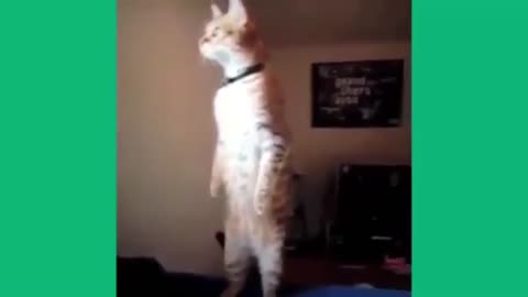 Funny cat, acted like a human being. Tear from laughing.